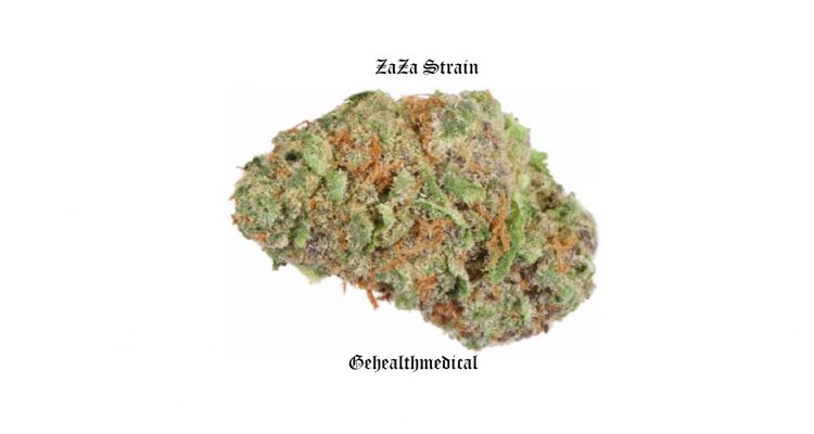 ZaZa strain