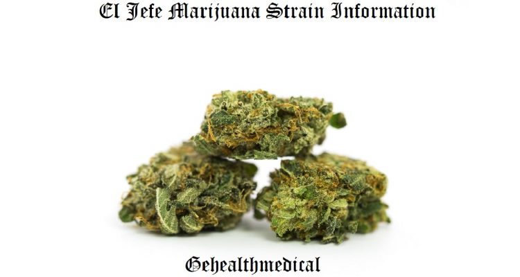 El Jefe Marijuana Strain Information