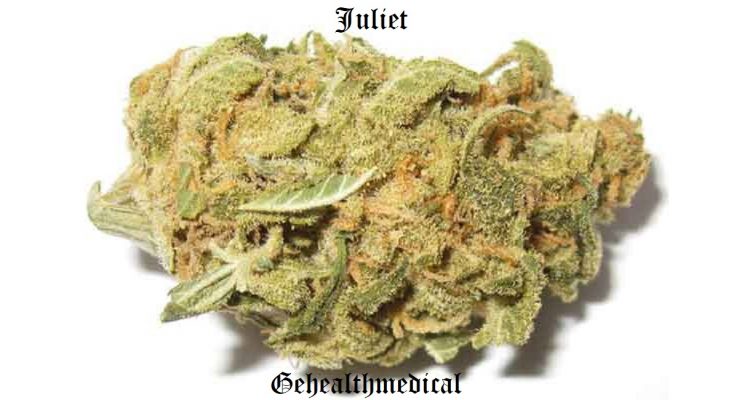 Juliet Marijuana Strain Information