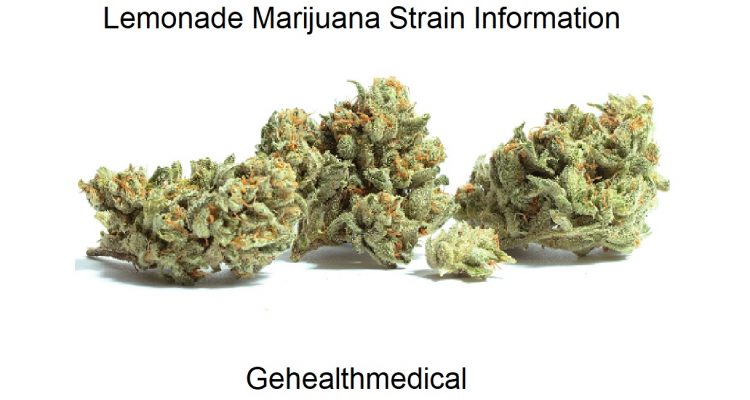Lemonade Marijuana Strain Information