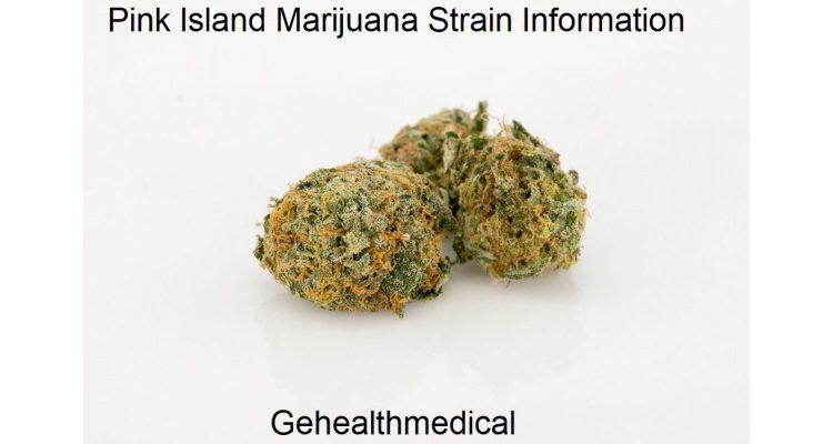 Pink Island Marijuana Strain Information