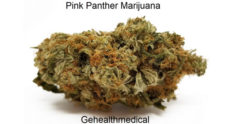 Pink Panther Marijuana The Strain with High CBD